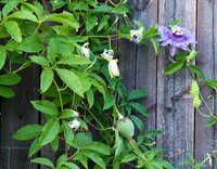 Maypop Passionflower (Passiflora incarnata)