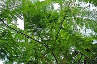 Elephant-ear Tree (Enterolobium cyclocarpum)
