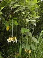 Black Hamburger Bean (Mucuna holtonii)