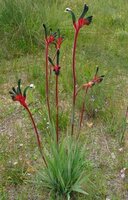 Red-green Kangaroo Paw (Anigozanthos manglesii)
