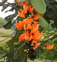 Flame of the Forest (Butea monosperma)