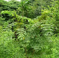 Gray Nickernut (Caesalpinia bonduc)
