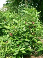 Spice Bush (Calycanthus floridus)