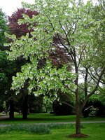 Dove Tree (Davidia involucrata)