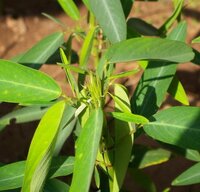 Telegraph Plant (Desmodium gyrans)