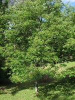 Date Plum (Diospyros lotus)