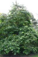 American Persimmon (Diospyros virginiana)