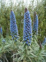 Pride of Madeira (Echium fastuosum)