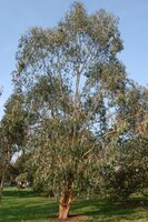 Alpine Ash (Eucalyptus delegatensis)