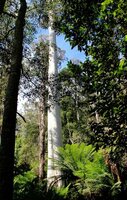 Manna Gum (Eucalyptus viminalis)