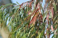Manna Gum (Eucalyptus viminalis)