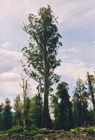 Giant Ash (Eucalyptus regnans)