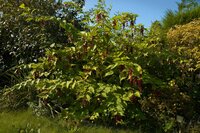 Himalayan Honeysuckle (Leycesteria formosa)