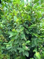 Banana Shrub (Magnolia figo)