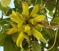 Hamburger Bean (Mucuna sloanei)