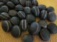 Hamburger Bean (Mucuna sloanei)