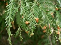 Coastal Redwood (Sequoia sempervirens)