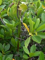 Red Mangrove (Rhizophora mangle)