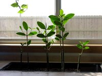 Red Mangrove (Rhizophora mangle)
