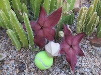Giant Carrion Flower (Stapelia grandiflora)