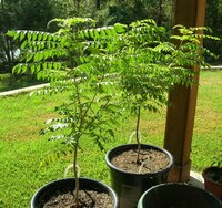 Curry Tree (Murraya koenigii)