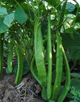 Jack Bean (Canavalia ensiformis)