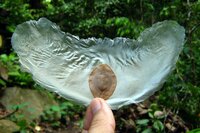 Javan Cucumber (Alsomitra macrocarpa)