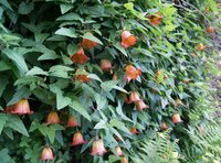 Canary Island Bellflower (Canarina canariensis)