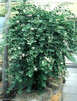 Caper Bush (Capparis spinosa)