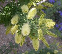 Screwbean Mesquite (Prosopis pubescens)