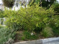 Screwbean Mesquite (Prosopis pubescens)