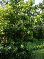 Soursop (Annona muricata)