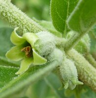 Ashwagandha (Withania somnifera)