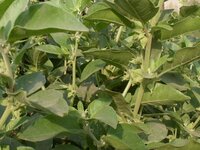 Ashwagandha (Withania somnifera)