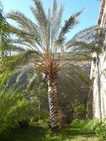 Date Palm (Phoenix dactylifera)