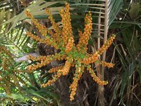 Dwarf Sugar Palm (Arenga engleri)