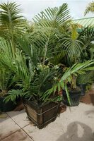Dwarf Sugar Palm (Arenga engleri)