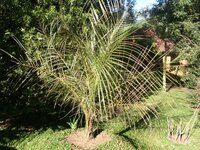 Bolivian Mountain Coconut (Parajubaea torallyi var. microcarpa) 