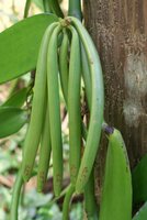 Vanilla Orchid (Vanilla planifolia)
