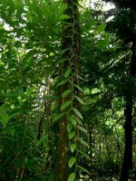 Vanilla Orchid (Vanilla planifolia)