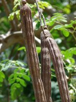 Moringa Tree (Moringa oleifera)