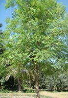 Moringa Tree (Moringa oleifera)
