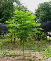 Moringa Tree (Moringa oleifera)