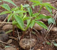 Marula (Sclerocarya birrea ssp. caffra)