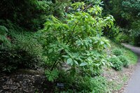 Golden Fuchsia (Deppea splendens)