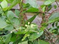 Dodder (Cuscuta lupuliformis)