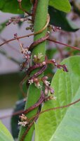 Dodder (Cuscuta lupuliformis)