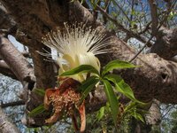 Australian Baobab (Adansonia gregorii)