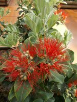 Pohutukawa (Metrosideros excelsa)