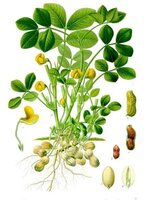 Black Peanut (Arachis hypogaea 'Black')
